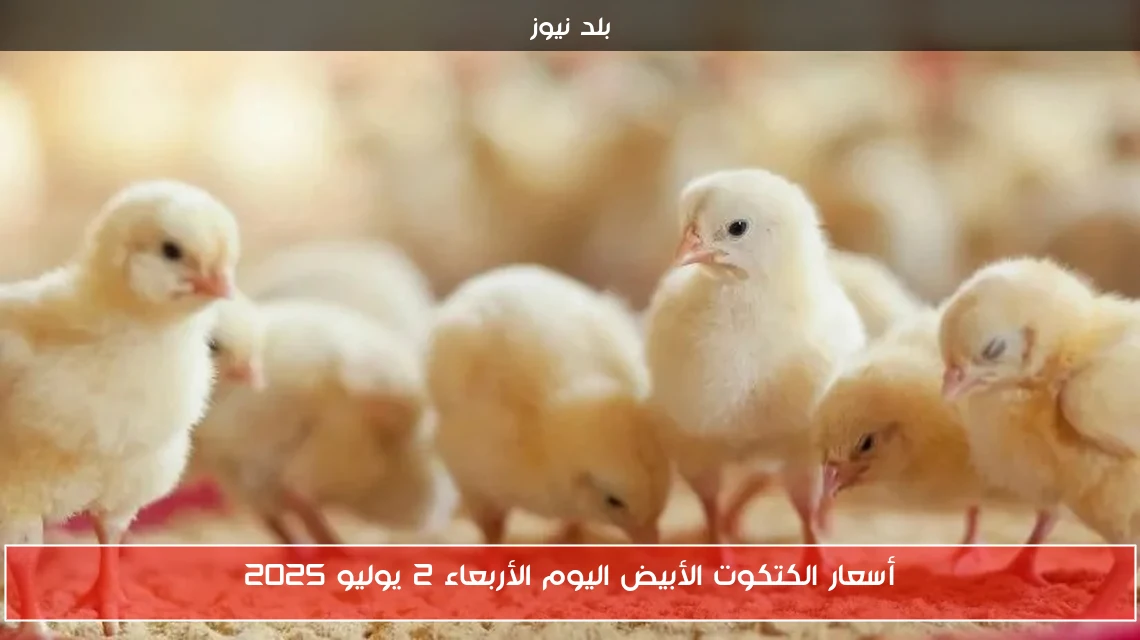 أسعار الكتكوت الأبيض اليوم الأربعاء 2 يوليو 2025