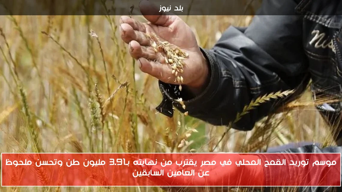 موسم توريد القمح المحلي في مصر يقترب من نهايته بـ3.91 مليون طن وتحسن ملحوظ عن العامين السابقين